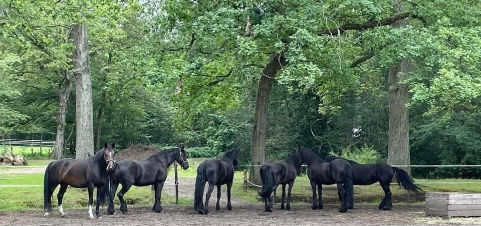 De Swaenhoeve Zoersel ภายนอก รูปภาพ
